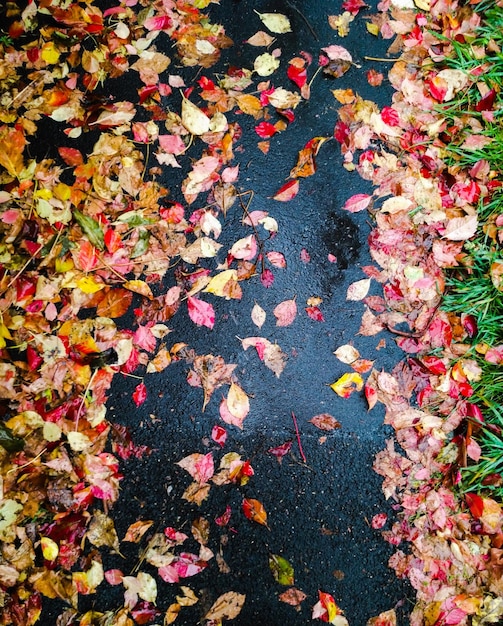 Photo close-up of autumn leaves fallen on tree