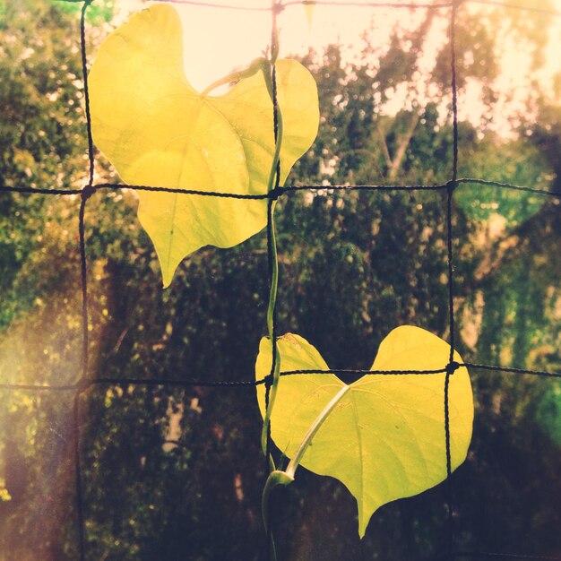 Close-up of autumn leaves on fence