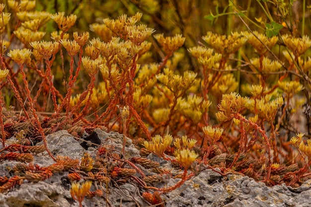 Close-up of autumn leaves on field