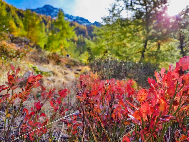 Close-up of autumn leaves in forest