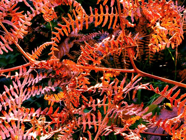 Foto close-up di foglie d'autunno in una foresta