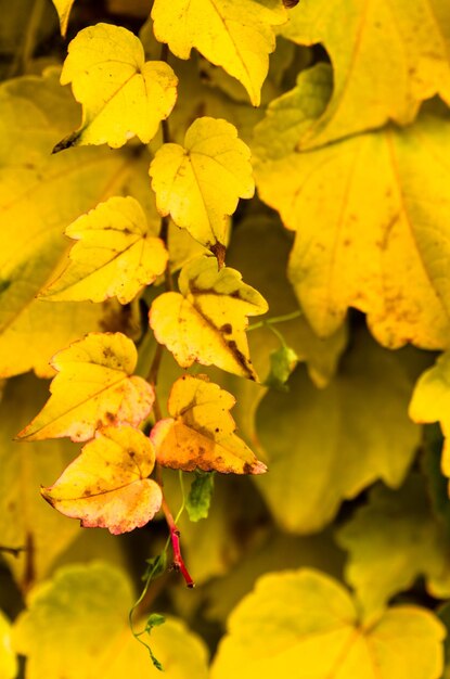 Close-up of autumn leaves growing outdoors