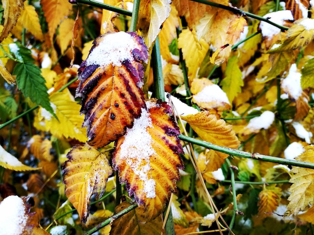 Photo close-up of autumn leaves on plant