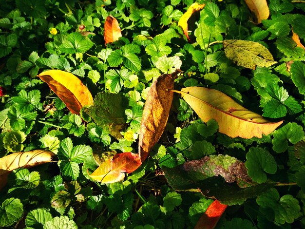 Photo close-up of autumn leaves on plant