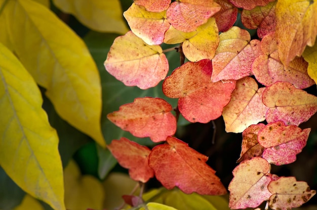 Close-up of autumn leaves on plant