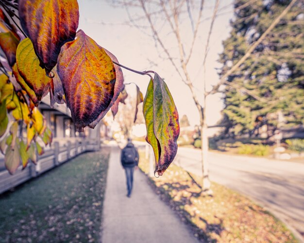 Photo close-up of autumn leaves on road