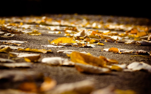 Foto close-up delle foglie d'autunno in strada