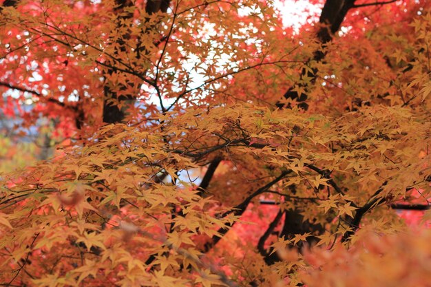 Close-up of autumn leaves on tree