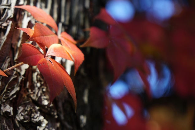 Photo close-up of autumn leaves on tree