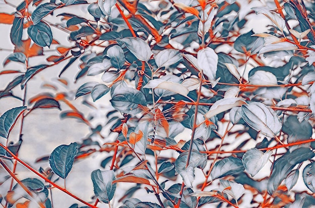 Photo close-up of autumn leaves on tree