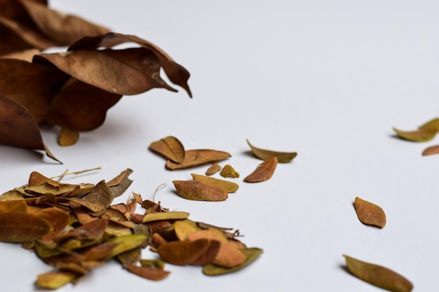 Photo close-up of autumn leaves over white background