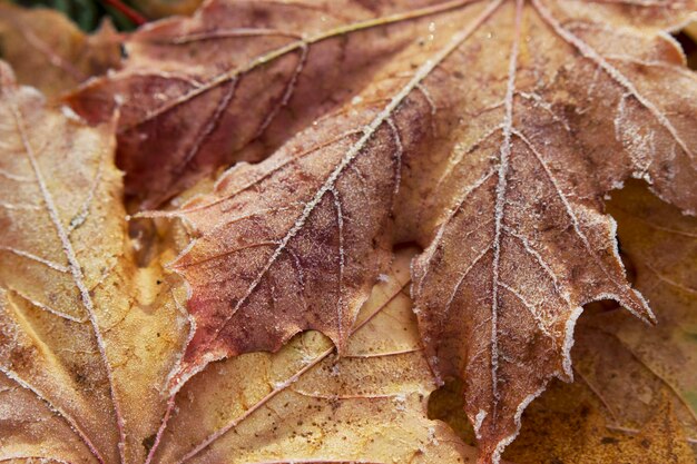 close up of autumn leaves with morning hoarfrost