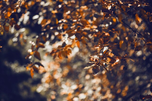 Foto close-up delle foglie d'autunno