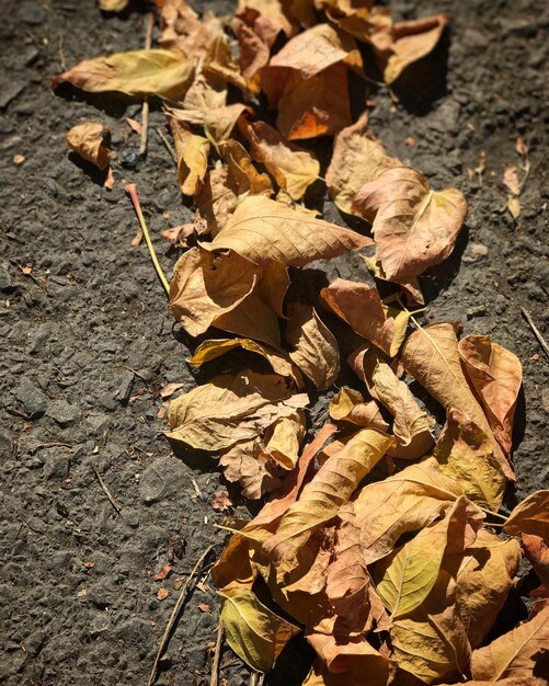 Photo close-up of autumn leaves