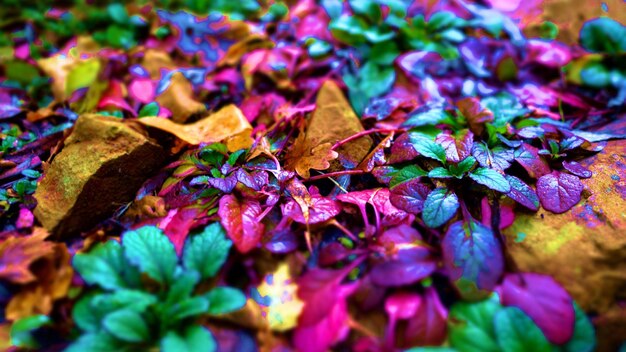 Foto prossimo piano delle foglie d'autunno