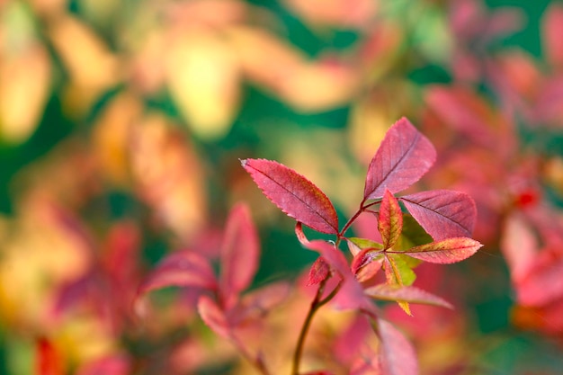 Close-up of autumn leaves