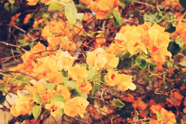 Foto close-up delle foglie d'autunno