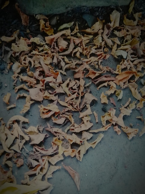 Photo close-up of autumn leaves