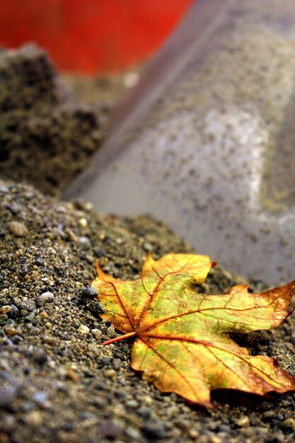 Foto prossimo piano delle foglie d'autunno