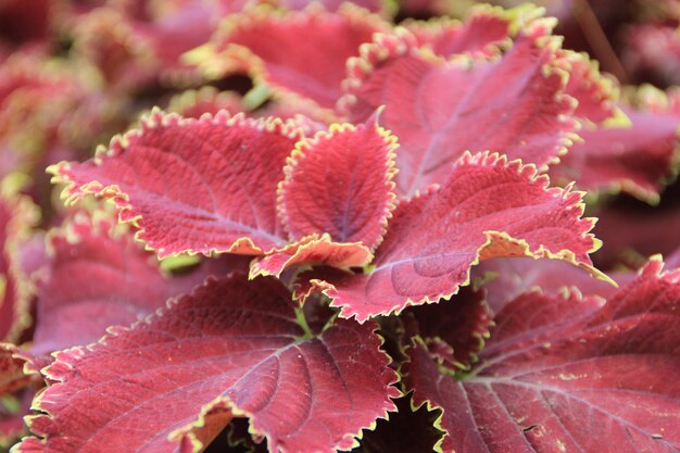 Close-up of autumn leaves