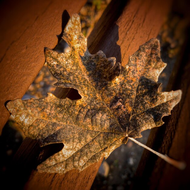 Close-up of autumn leaves