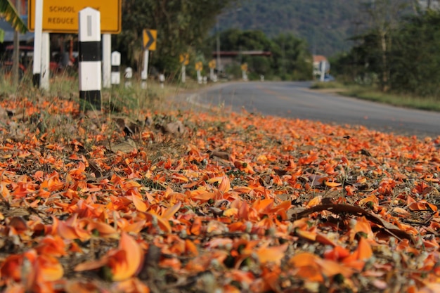 Foto prossimo piano delle foglie d'autunno