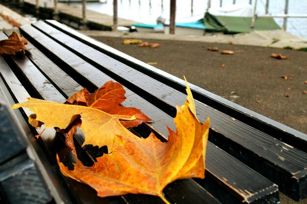 Close-up of autumn leaves