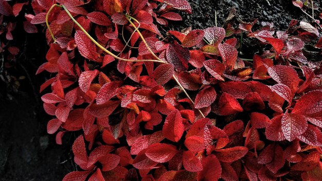 Foto close-up delle foglie d'autunno