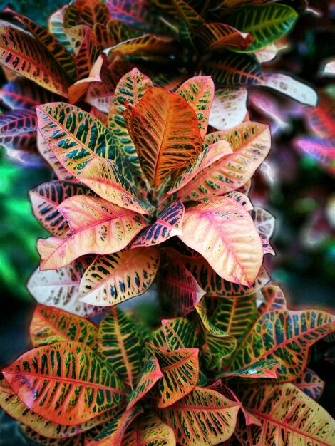 Photo close-up of autumn leaves