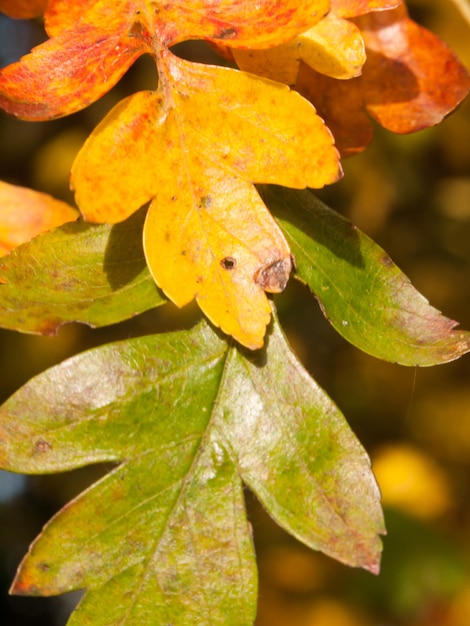 Close-up of autumn leaves