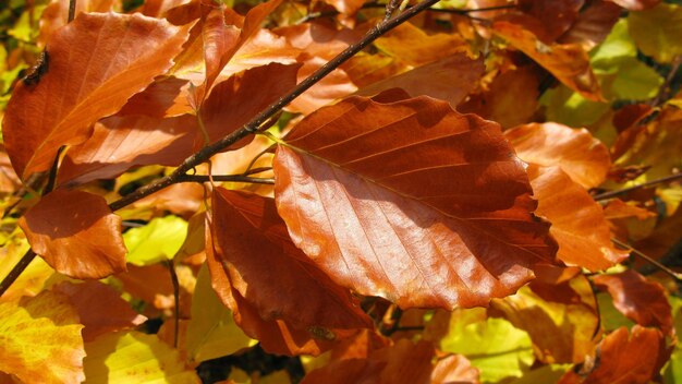 Close-up of autumn leaves