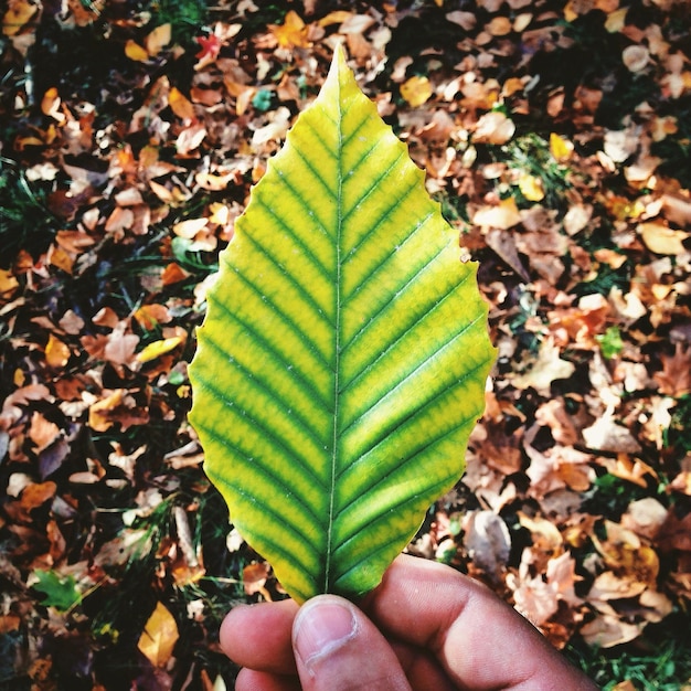 Photo close-up of autumn leaves