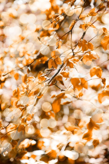 Photo close-up of autumn leaves