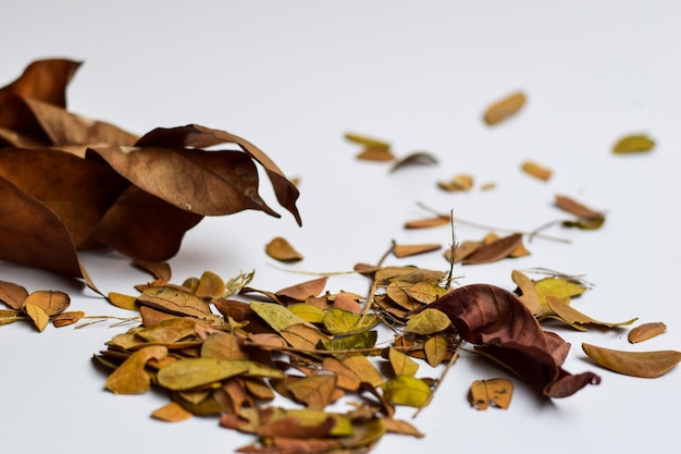 Foto prossimo piano delle foglie d'autunno