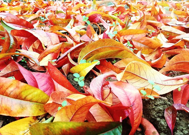 Foto prossimo piano delle foglie d'autunno