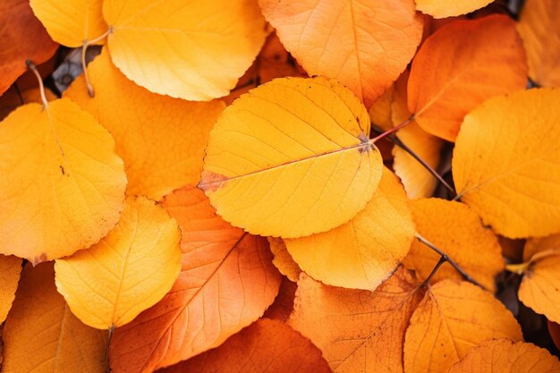 A close up of autumn leaves