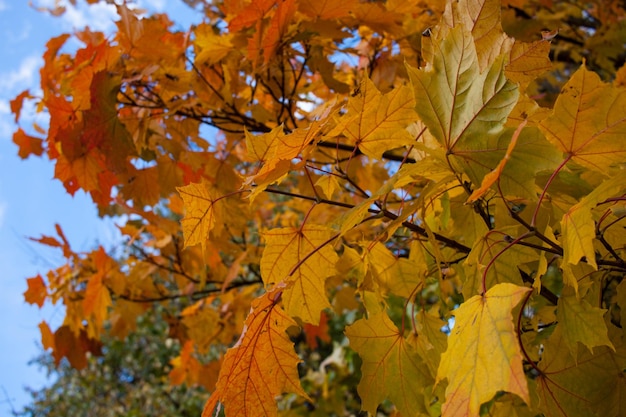 Close-up of autumn tree