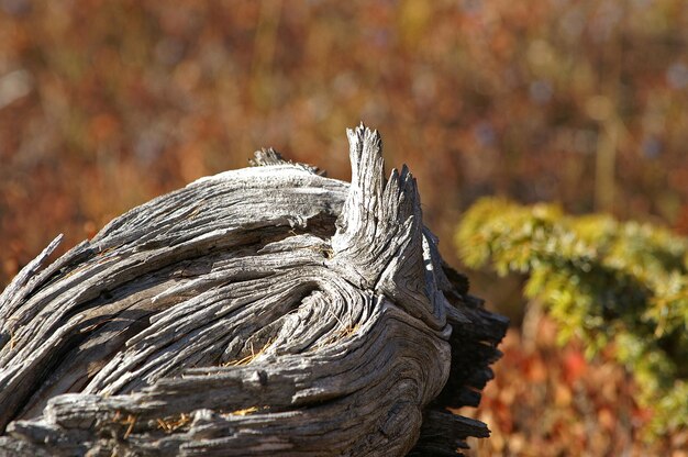 Foto prossimo piano dell'albero d'autunno