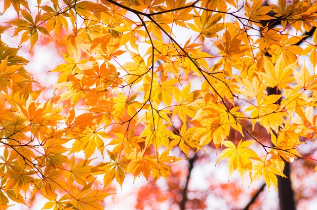 Close-up of autumn tree