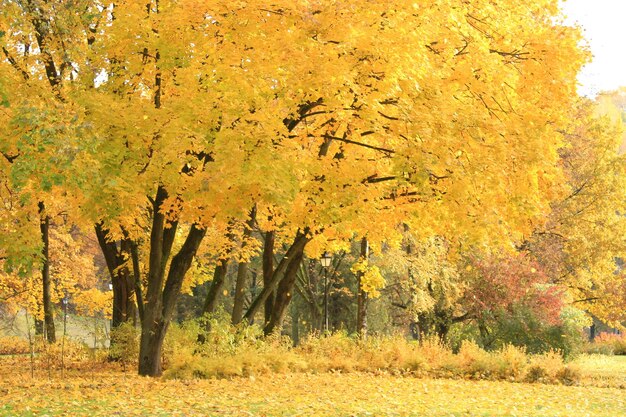 Close-up of autumn trees in forest