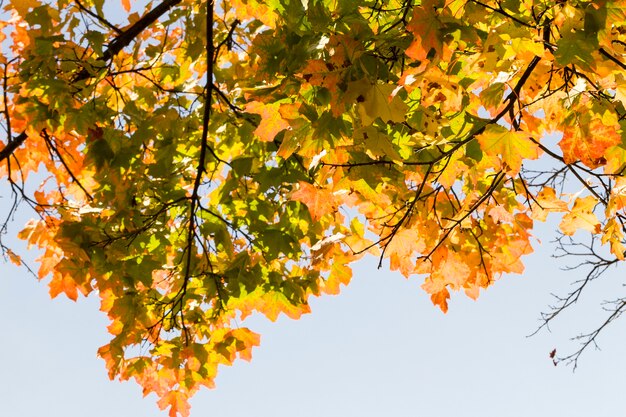 Close up on autumn trees