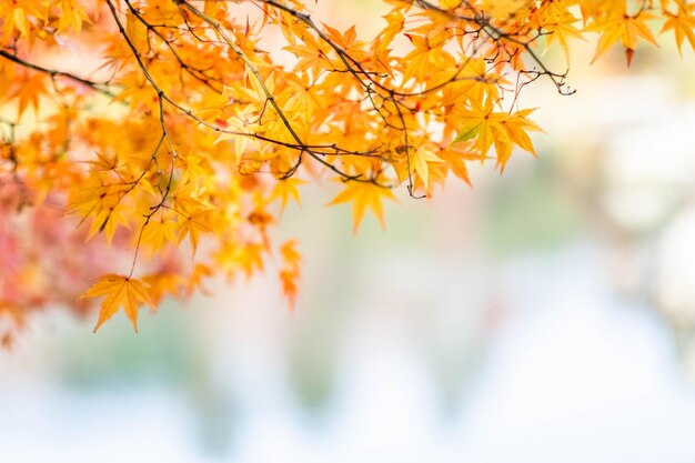 Close-up of autumnal leaves against the blurred background