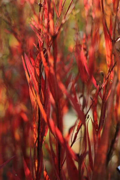 Close-up of autumnal leaves against blurred background