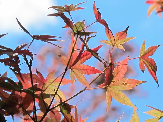 Photo close-up of autumnal leaves against blurred background