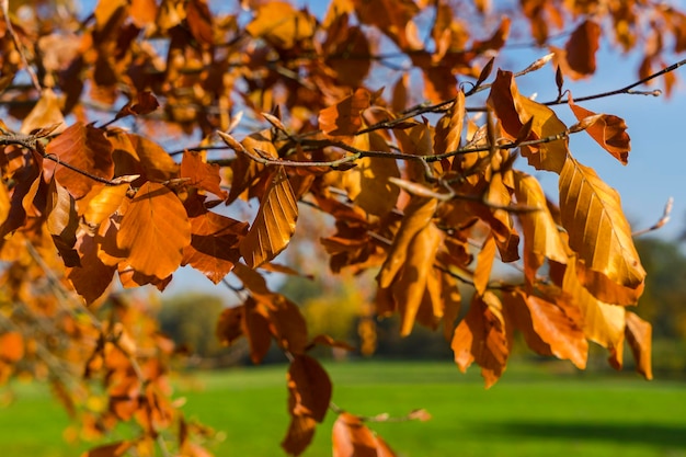 Close-up of autumnal leaves against blurred background