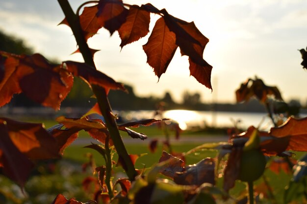 Close-up of autumnal leaves against sky