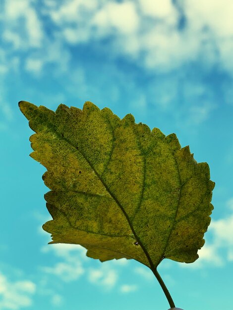 Foto close-up di foglie autunnali contro il cielo