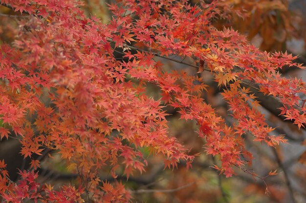 Foto close-up delle foglie autunnali sugli alberi durante l'autunno