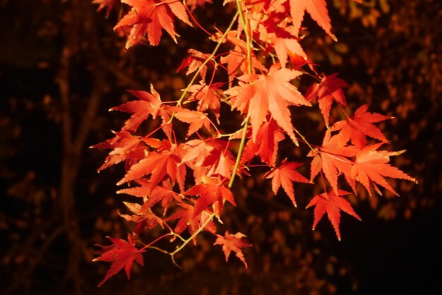 Photo close-up of autumnal leaves on tree