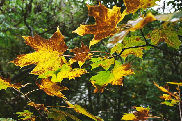 Close-up of autumnal leaves on tree